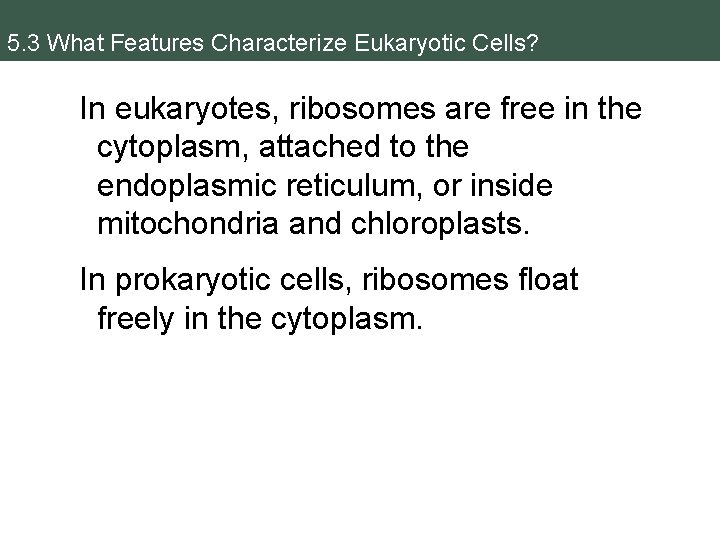 5. 3 What Features Characterize Eukaryotic Cells? In eukaryotes, ribosomes are free in the