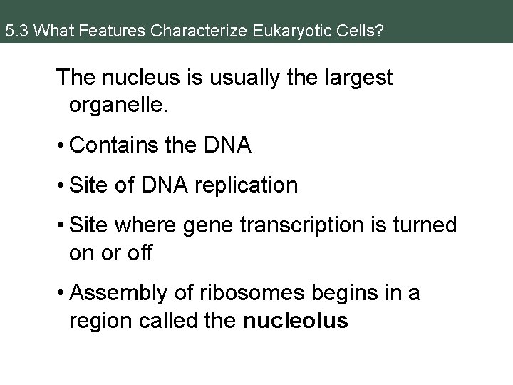 5. 3 What Features Characterize Eukaryotic Cells? The nucleus is usually the largest organelle.