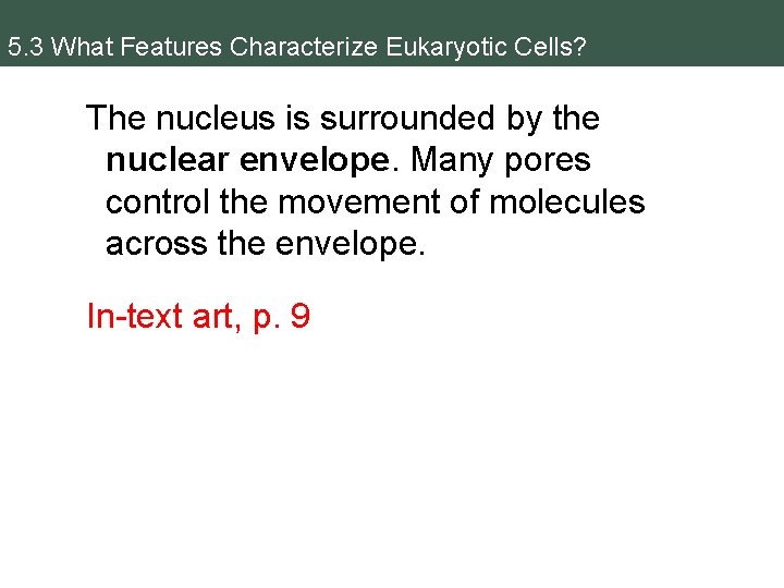 5. 3 What Features Characterize Eukaryotic Cells? The nucleus is surrounded by the nuclear