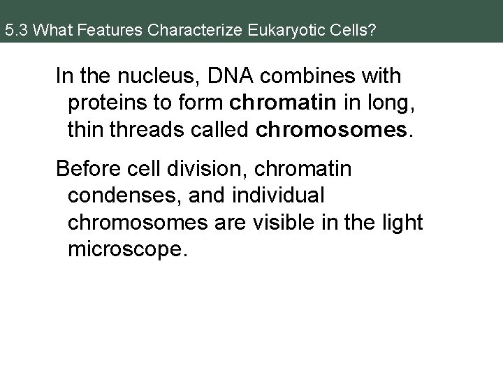 5. 3 What Features Characterize Eukaryotic Cells? In the nucleus, DNA combines with proteins