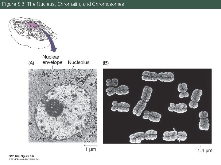 Figure 5. 8 The Nucleus, Chromatin, and Chromosomes 