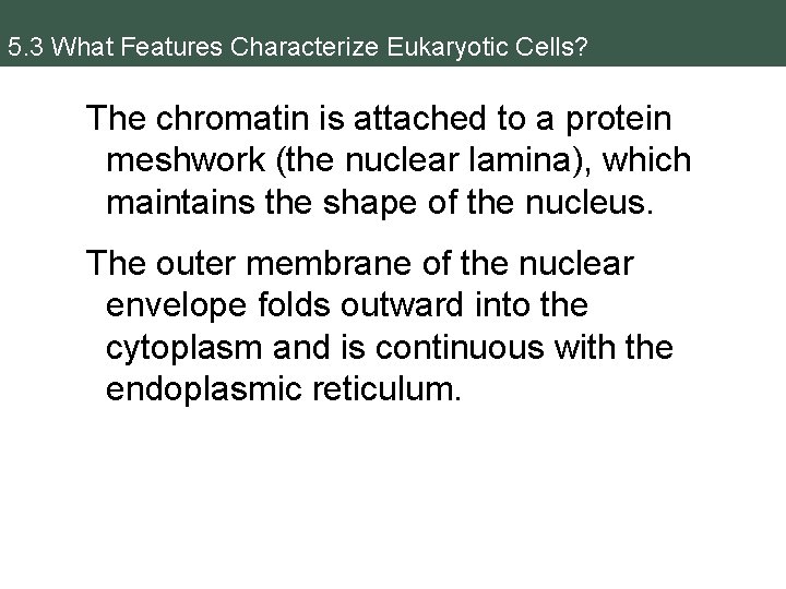 5. 3 What Features Characterize Eukaryotic Cells? The chromatin is attached to a protein