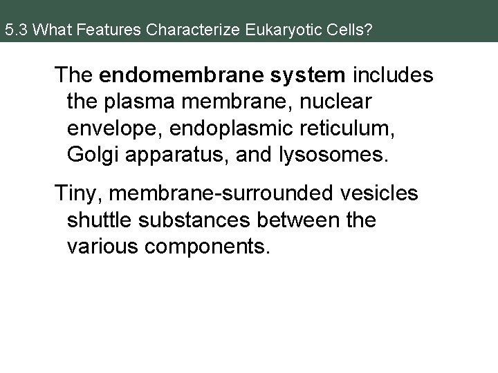 5. 3 What Features Characterize Eukaryotic Cells? The endomembrane system includes the plasma membrane,