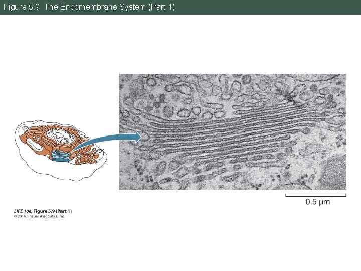 Figure 5. 9 The Endomembrane System (Part 1) 