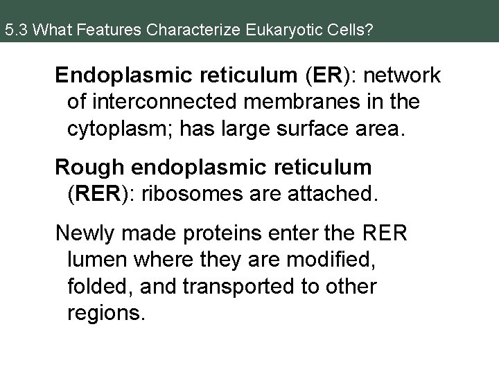 5. 3 What Features Characterize Eukaryotic Cells? Endoplasmic reticulum (ER): network of interconnected membranes
