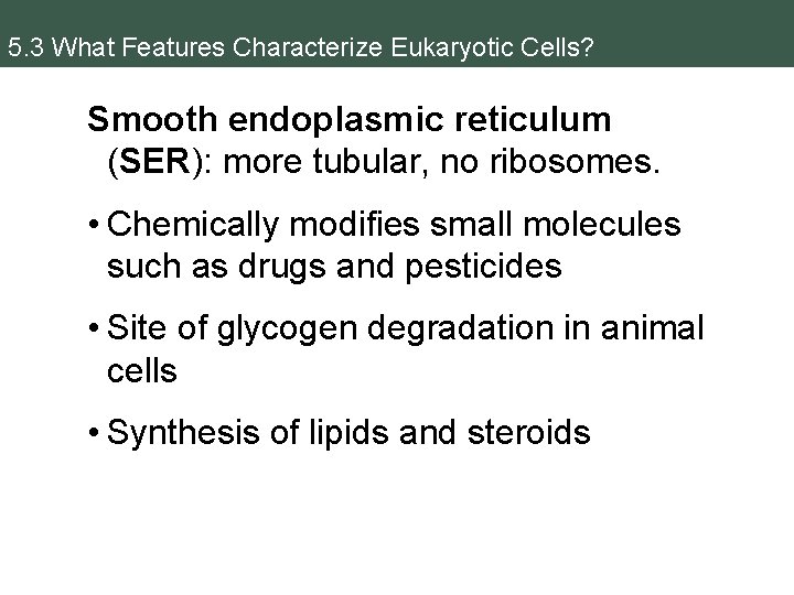 5. 3 What Features Characterize Eukaryotic Cells? Smooth endoplasmic reticulum (SER): more tubular, no