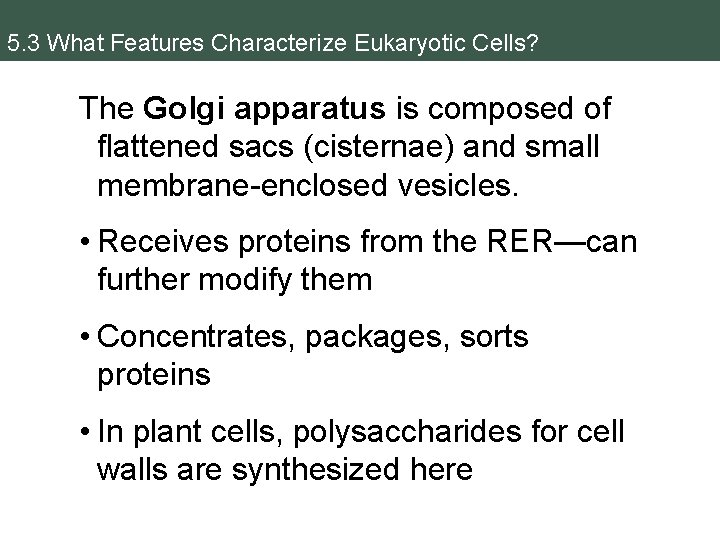 5. 3 What Features Characterize Eukaryotic Cells? The Golgi apparatus is composed of flattened