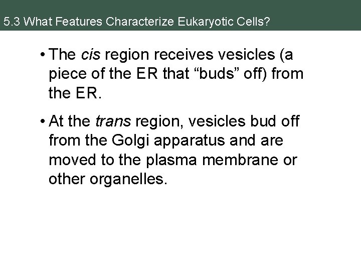 5. 3 What Features Characterize Eukaryotic Cells? • The cis region receives vesicles (a