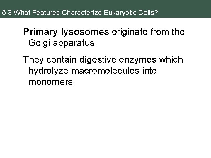 5. 3 What Features Characterize Eukaryotic Cells? Primary lysosomes originate from the Golgi apparatus.