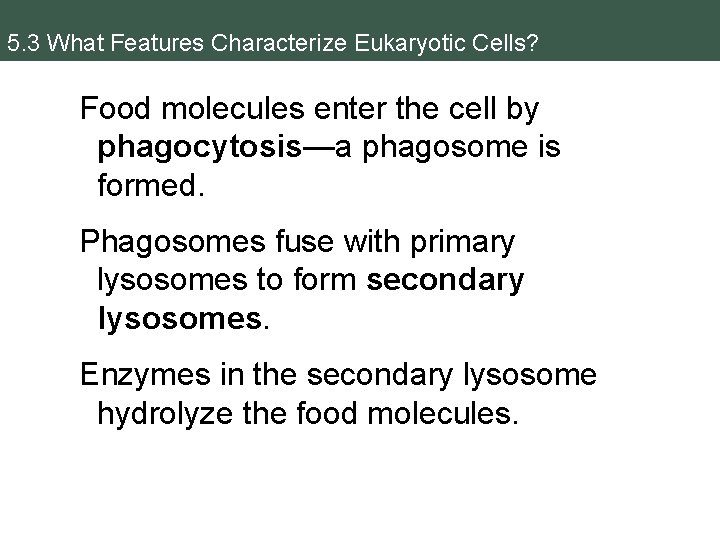 5. 3 What Features Characterize Eukaryotic Cells? Food molecules enter the cell by phagocytosis—a