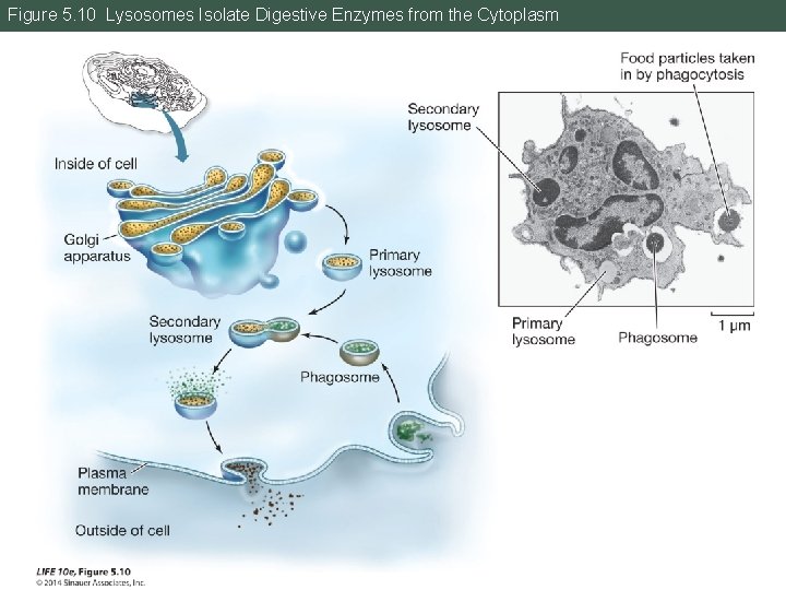 Figure 5. 10 Lysosomes Isolate Digestive Enzymes from the Cytoplasm 