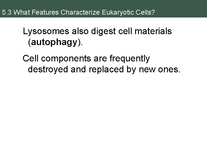 5. 3 What Features Characterize Eukaryotic Cells? Lysosomes also digest cell materials (autophagy). Cell