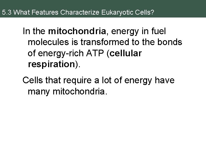 5. 3 What Features Characterize Eukaryotic Cells? In the mitochondria, energy in fuel molecules