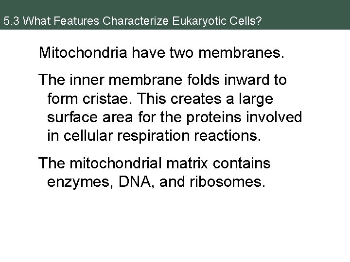 5. 3 What Features Characterize Eukaryotic Cells? Mitochondria have two membranes. The inner membrane