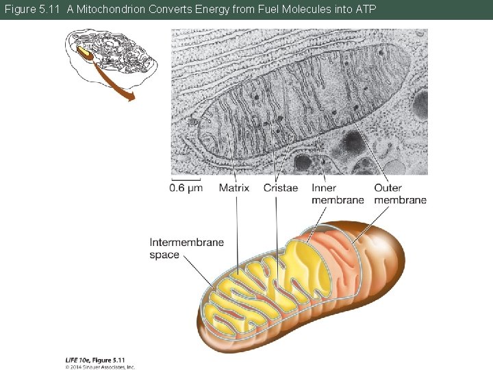 Figure 5. 11 A Mitochondrion Converts Energy from Fuel Molecules into ATP 