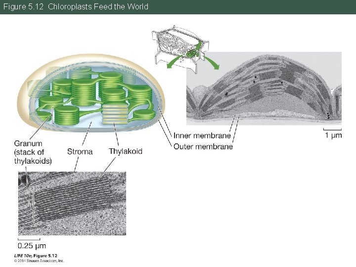 Figure 5. 12 Chloroplasts Feed the World 