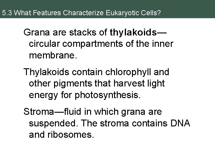 5. 3 What Features Characterize Eukaryotic Cells? Grana are stacks of thylakoids— circular compartments