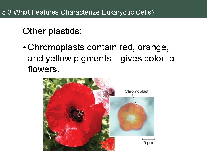 5. 3 What Features Characterize Eukaryotic Cells? Other plastids: • Chromoplasts contain red, orange,