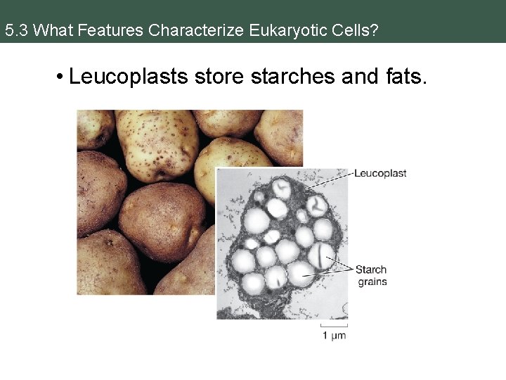 5. 3 What Features Characterize Eukaryotic Cells? • Leucoplasts store starches and fats. 