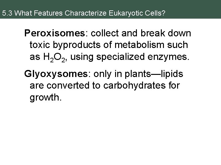 5. 3 What Features Characterize Eukaryotic Cells? Peroxisomes: collect and break down toxic byproducts