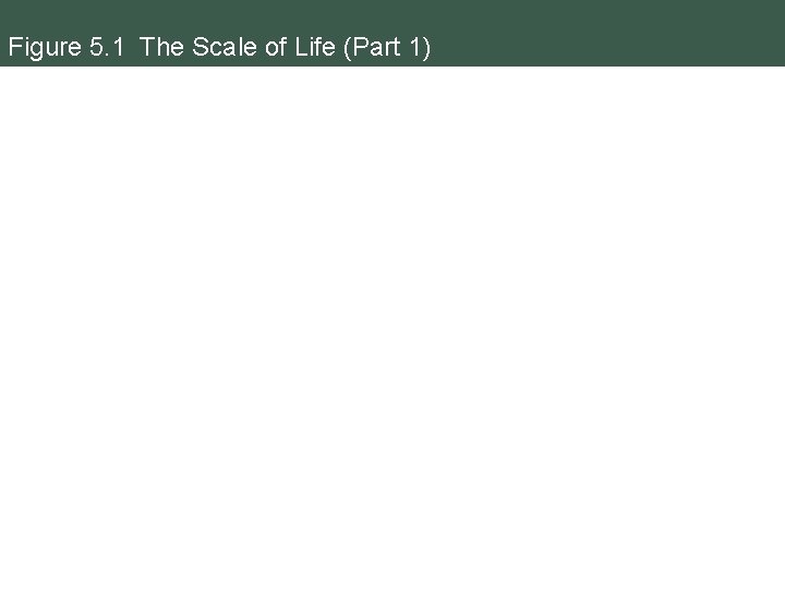 Figure 5. 1 The Scale of Life (Part 1) 