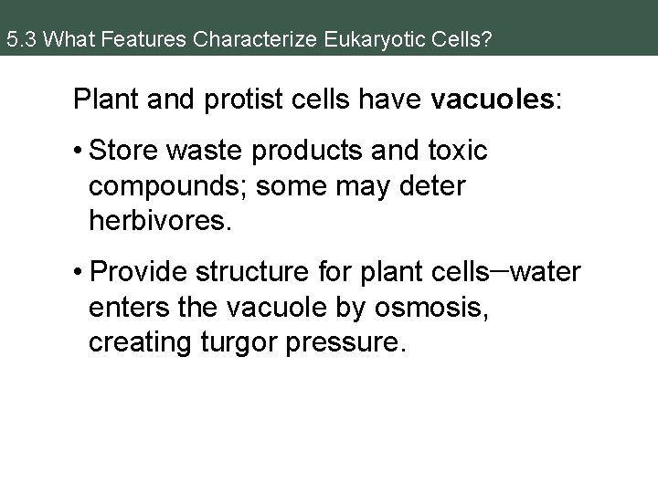 5. 3 What Features Characterize Eukaryotic Cells? Plant and protist cells have vacuoles: •