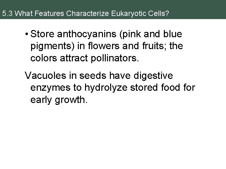 5. 3 What Features Characterize Eukaryotic Cells? • Store anthocyanins (pink and blue pigments)