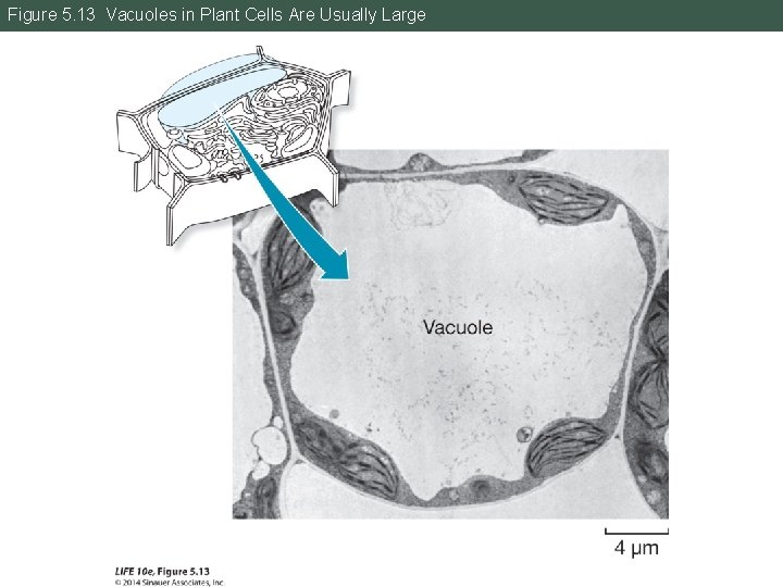 Figure 5. 13 Vacuoles in Plant Cells Are Usually Large 