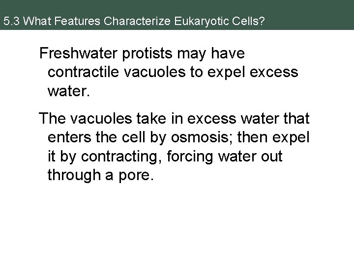 5. 3 What Features Characterize Eukaryotic Cells? Freshwater protists may have contractile vacuoles to