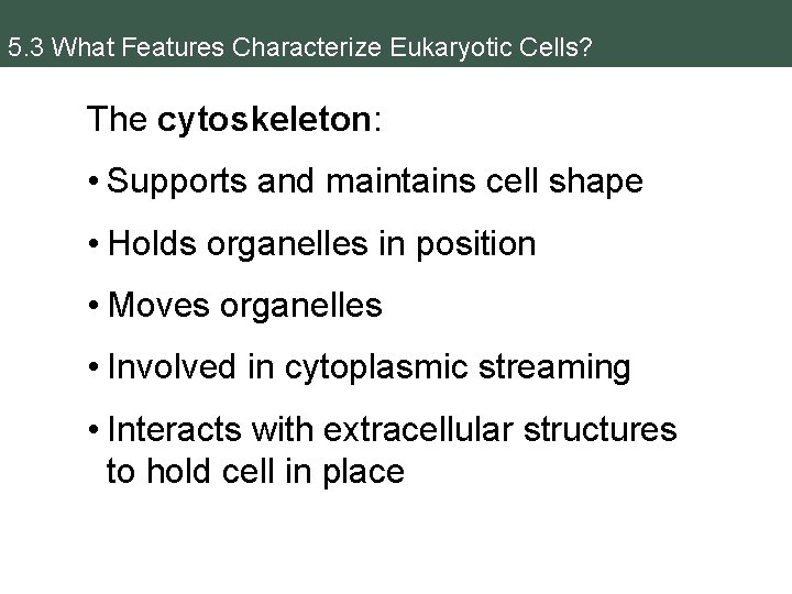 5. 3 What Features Characterize Eukaryotic Cells? The cytoskeleton: • Supports and maintains cell