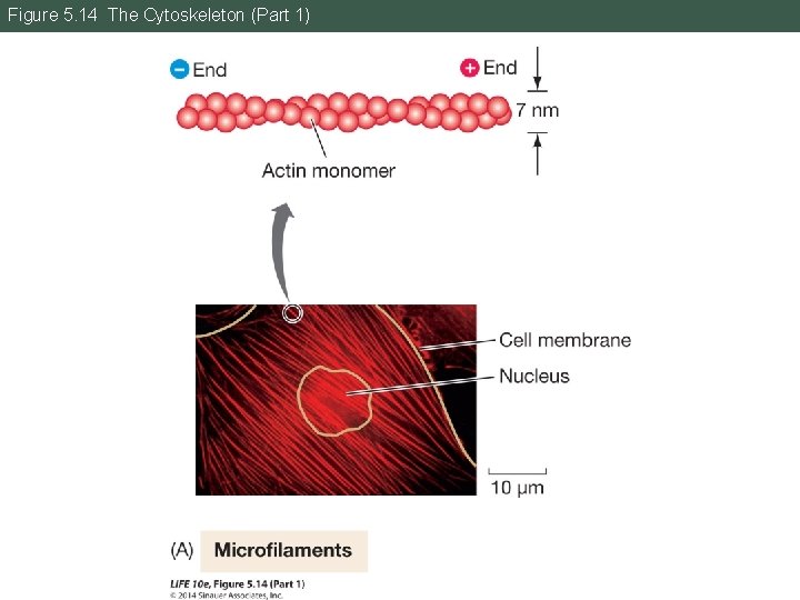 Figure 5. 14 The Cytoskeleton (Part 1) 