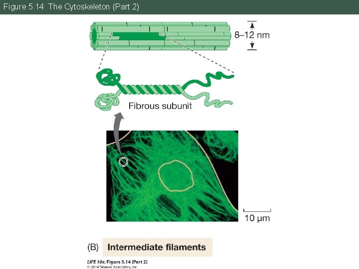 Figure 5. 14 The Cytoskeleton (Part 2) 