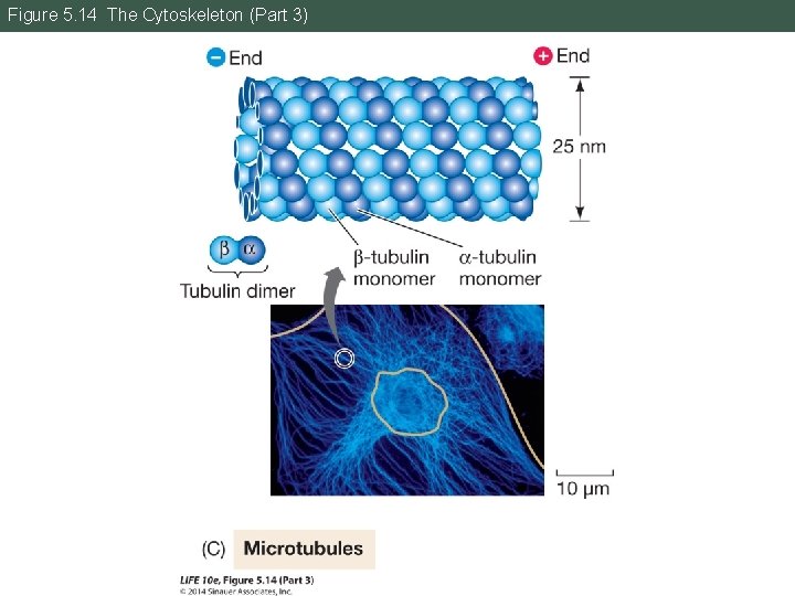 Figure 5. 14 The Cytoskeleton (Part 3) 