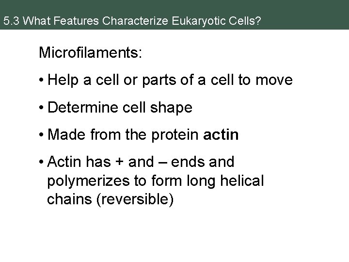 5. 3 What Features Characterize Eukaryotic Cells? Microfilaments: • Help a cell or parts