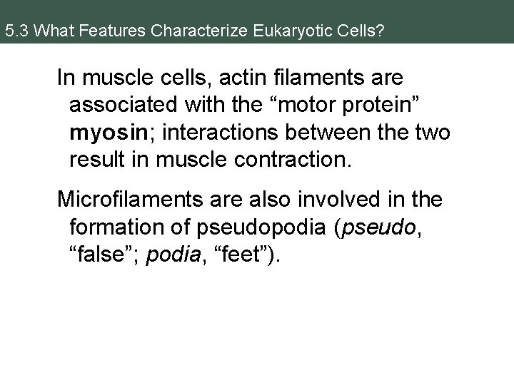 5. 3 What Features Characterize Eukaryotic Cells? In muscle cells, actin filaments are associated