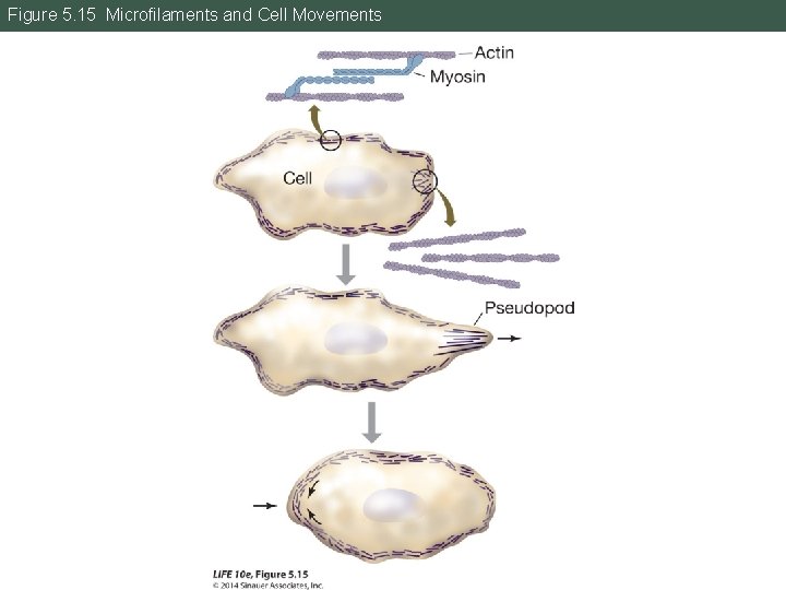 Figure 5. 15 Microfilaments and Cell Movements 