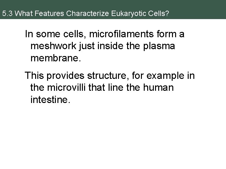 5. 3 What Features Characterize Eukaryotic Cells? In some cells, microfilaments form a meshwork