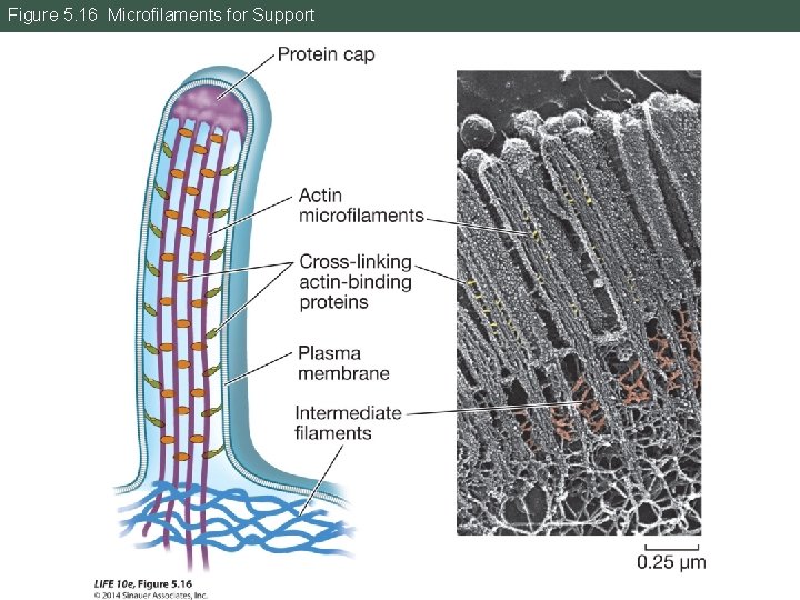 Figure 5. 16 Microfilaments for Support 