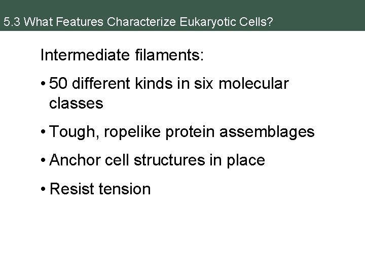 5. 3 What Features Characterize Eukaryotic Cells? Intermediate filaments: • 50 different kinds in