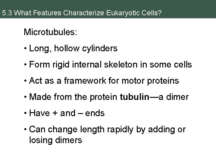 5. 3 What Features Characterize Eukaryotic Cells? Microtubules: • Long, hollow cylinders • Form