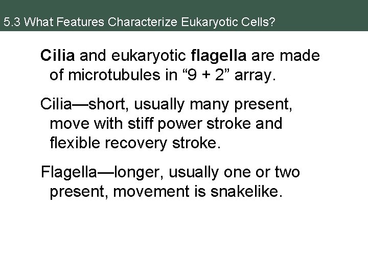 5. 3 What Features Characterize Eukaryotic Cells? Cilia and eukaryotic flagella are made of