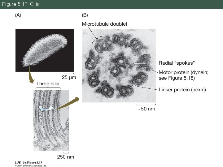 Figure 5. 17 Cilia 