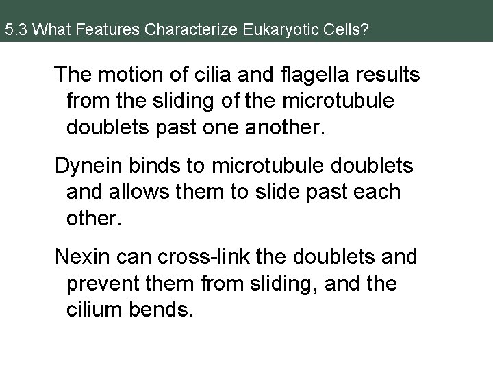 5. 3 What Features Characterize Eukaryotic Cells? The motion of cilia and flagella results