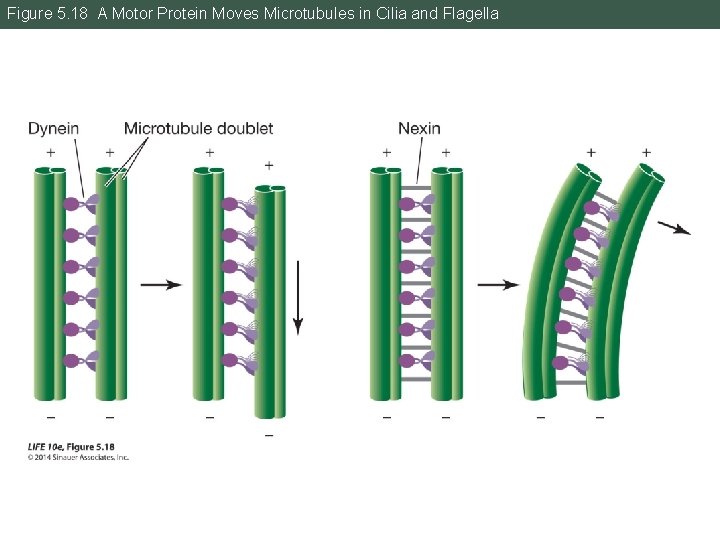 Figure 5. 18 A Motor Protein Moves Microtubules in Cilia and Flagella 