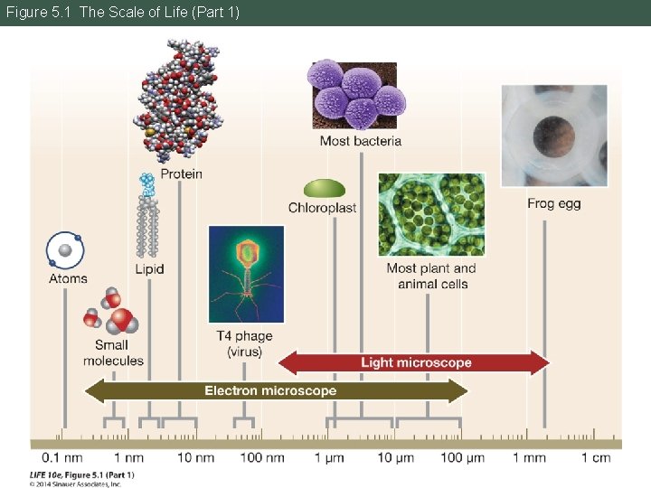 Figure 5. 1 The Scale of Life (Part 1) 