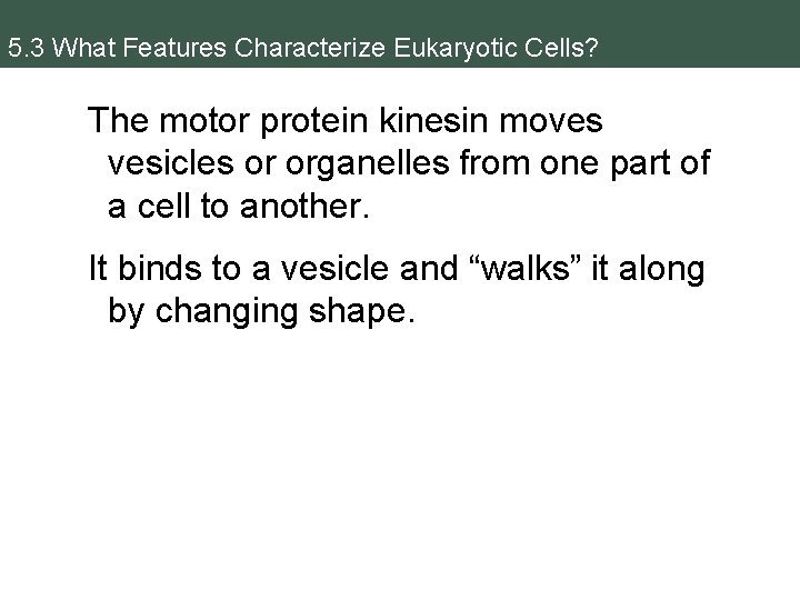 5. 3 What Features Characterize Eukaryotic Cells? The motor protein kinesin moves vesicles or