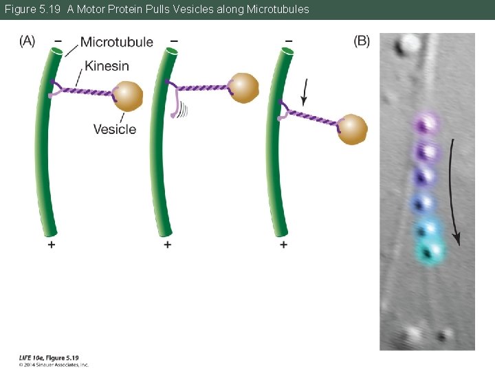 Figure 5. 19 A Motor Protein Pulls Vesicles along Microtubules 