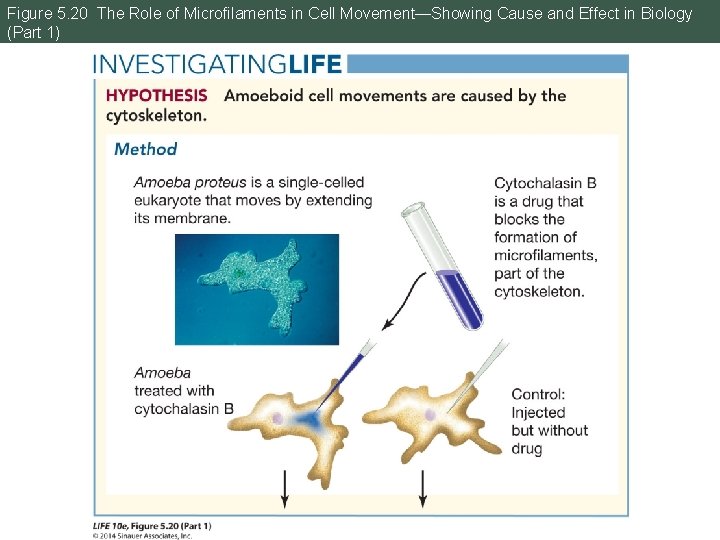 Figure 5. 20 The Role of Microfilaments in Cell Movement—Showing Cause and Effect in