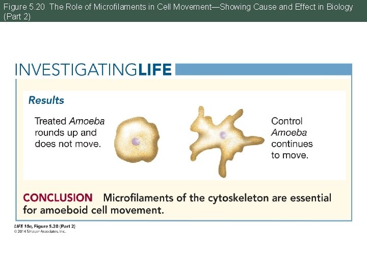 Figure 5. 20 The Role of Microfilaments in Cell Movement—Showing Cause and Effect in