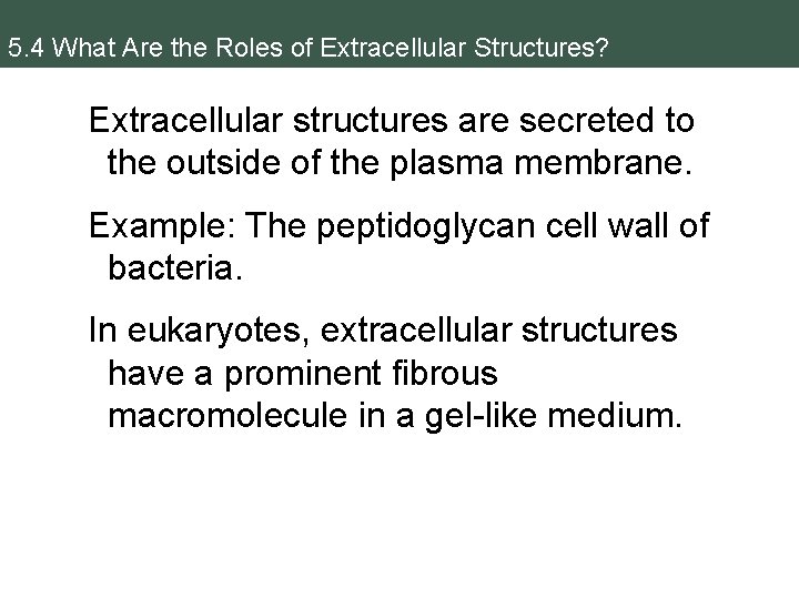 5. 4 What Are the Roles of Extracellular Structures? Extracellular structures are secreted to